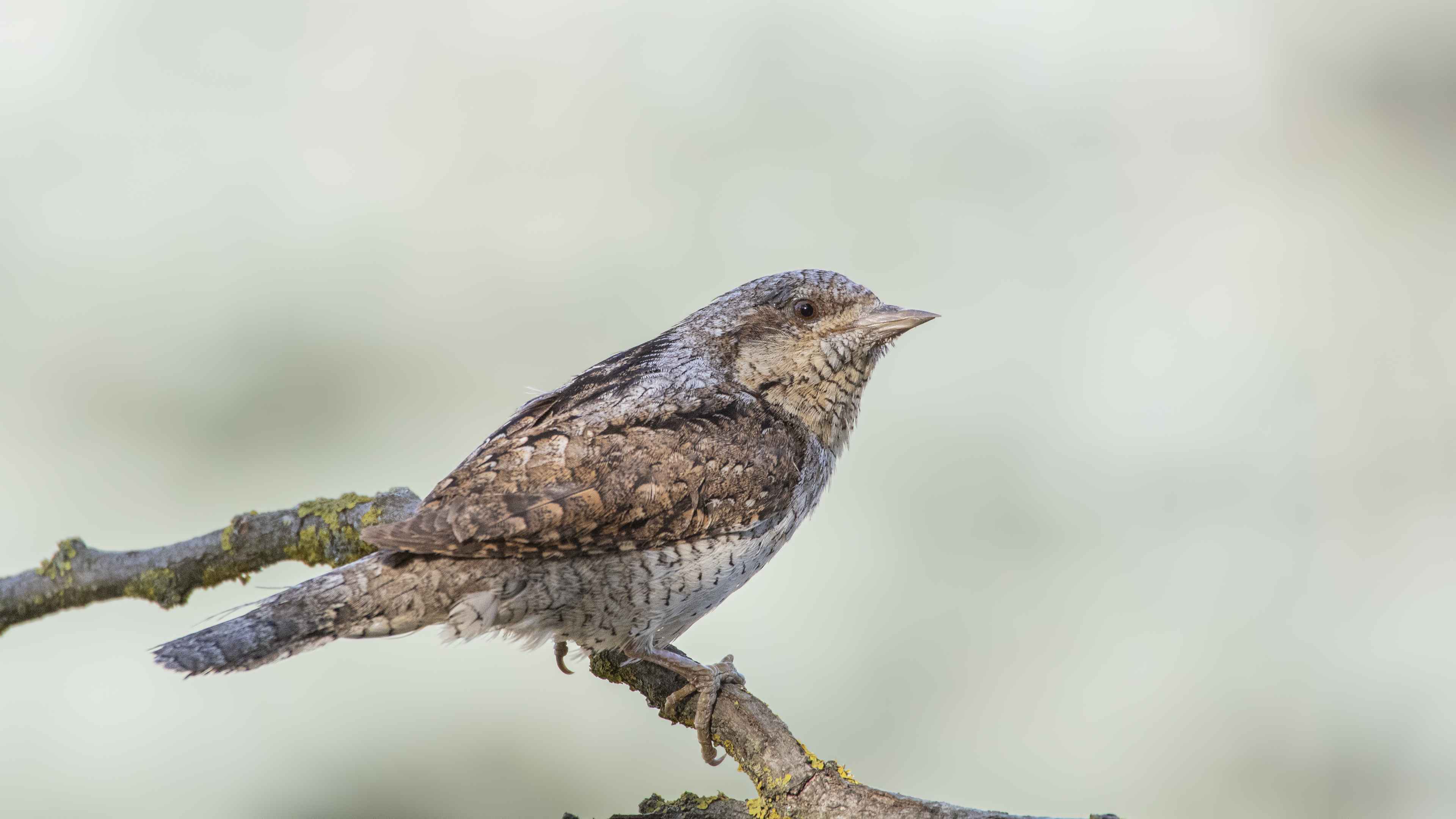 Eurasian Wryneck